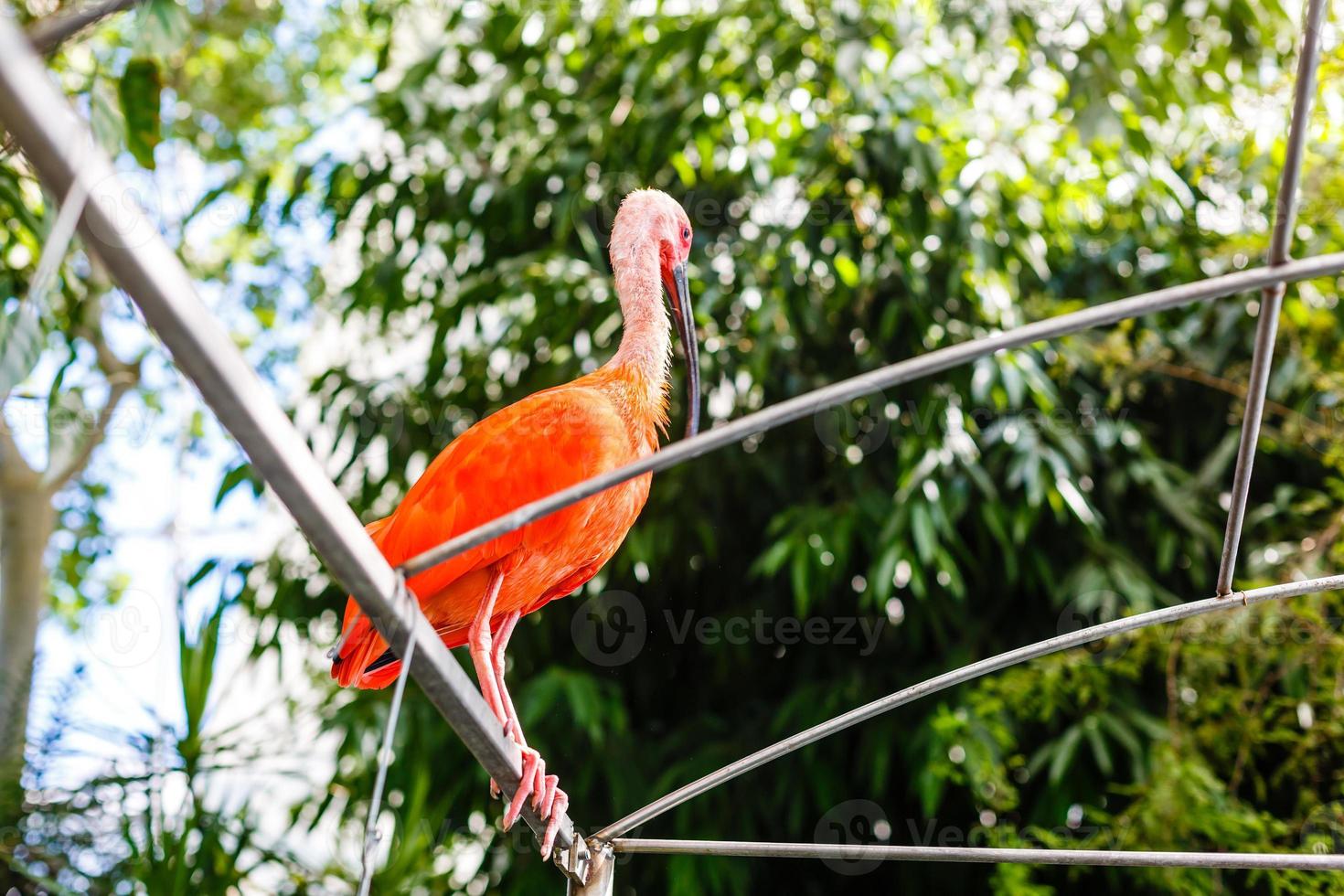 rosa flamingo närbild i singapore Zoo foto