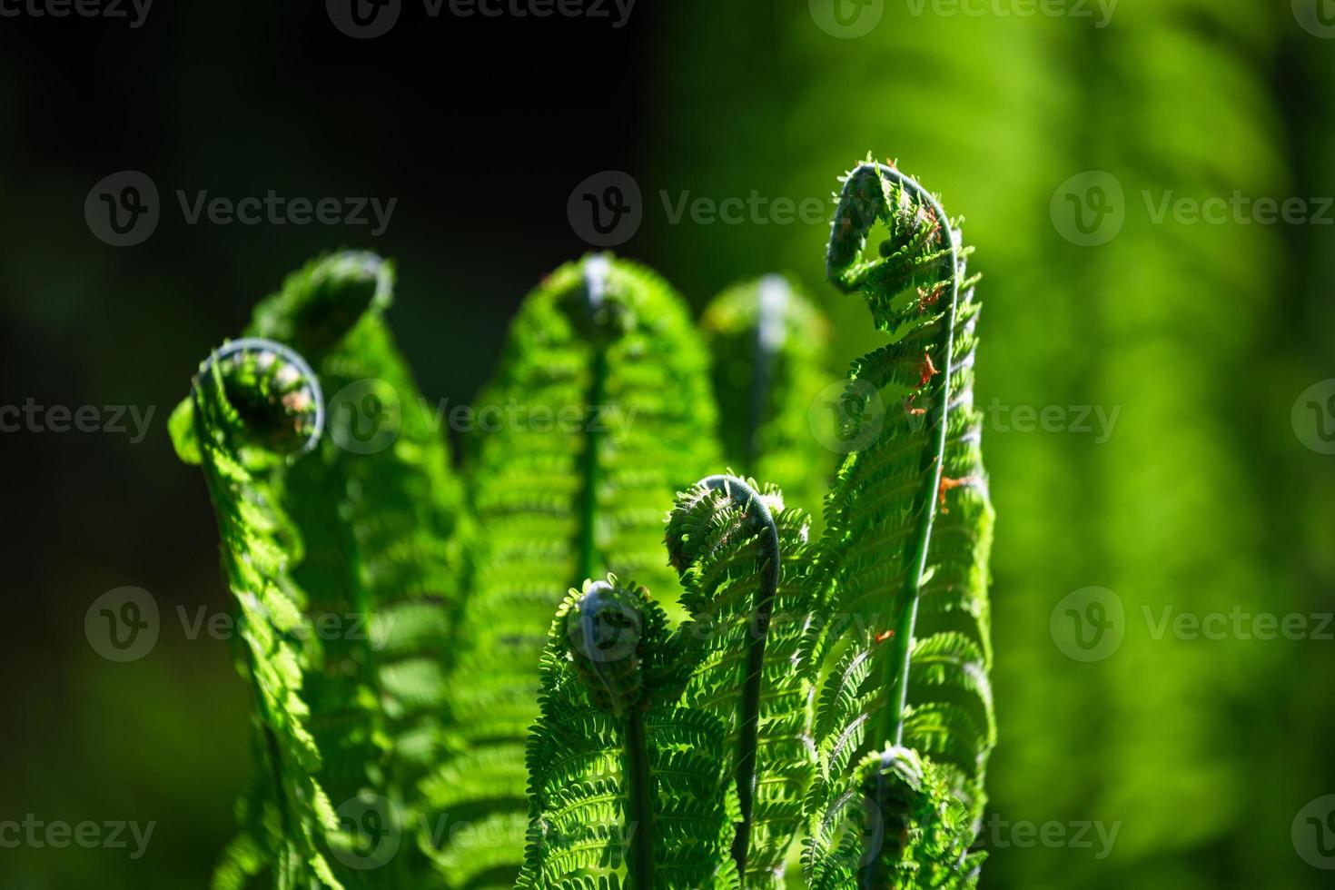 grön fiddlehead ormbunke foto