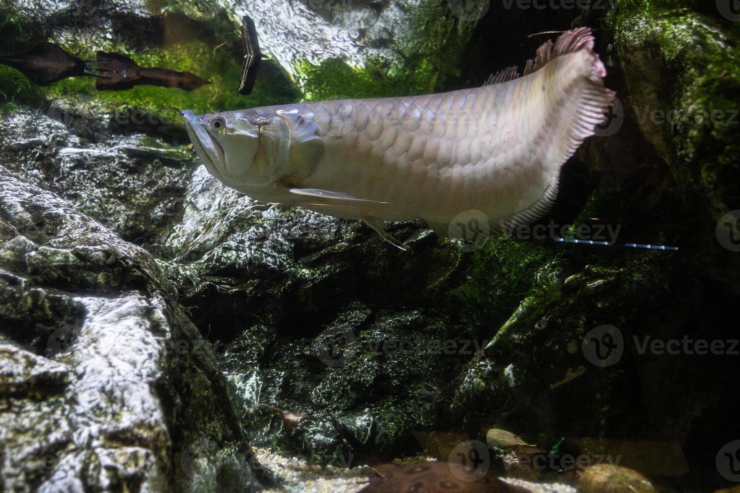 annorlunda tropisk fisk under vatten foto