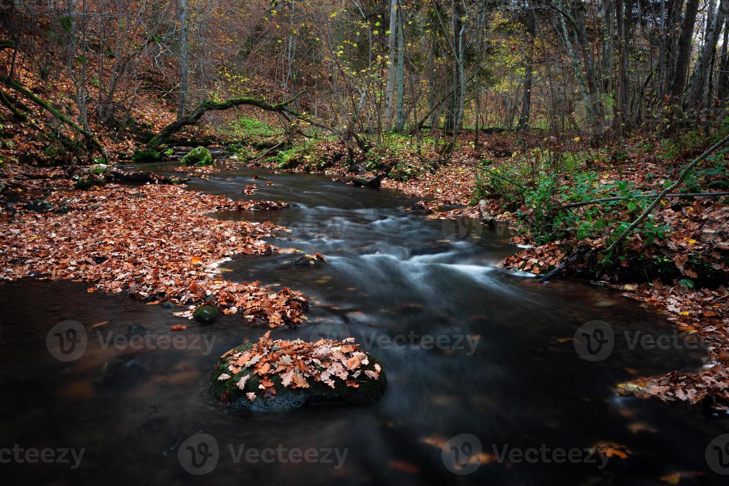 små skog flod med stenar foto