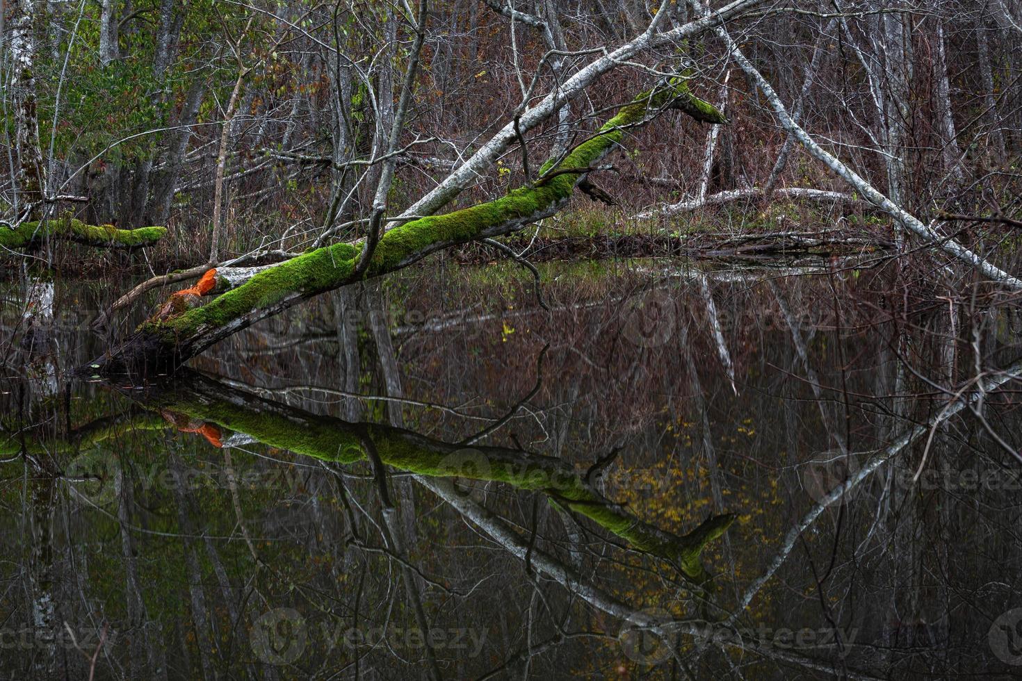 små skog flod foto