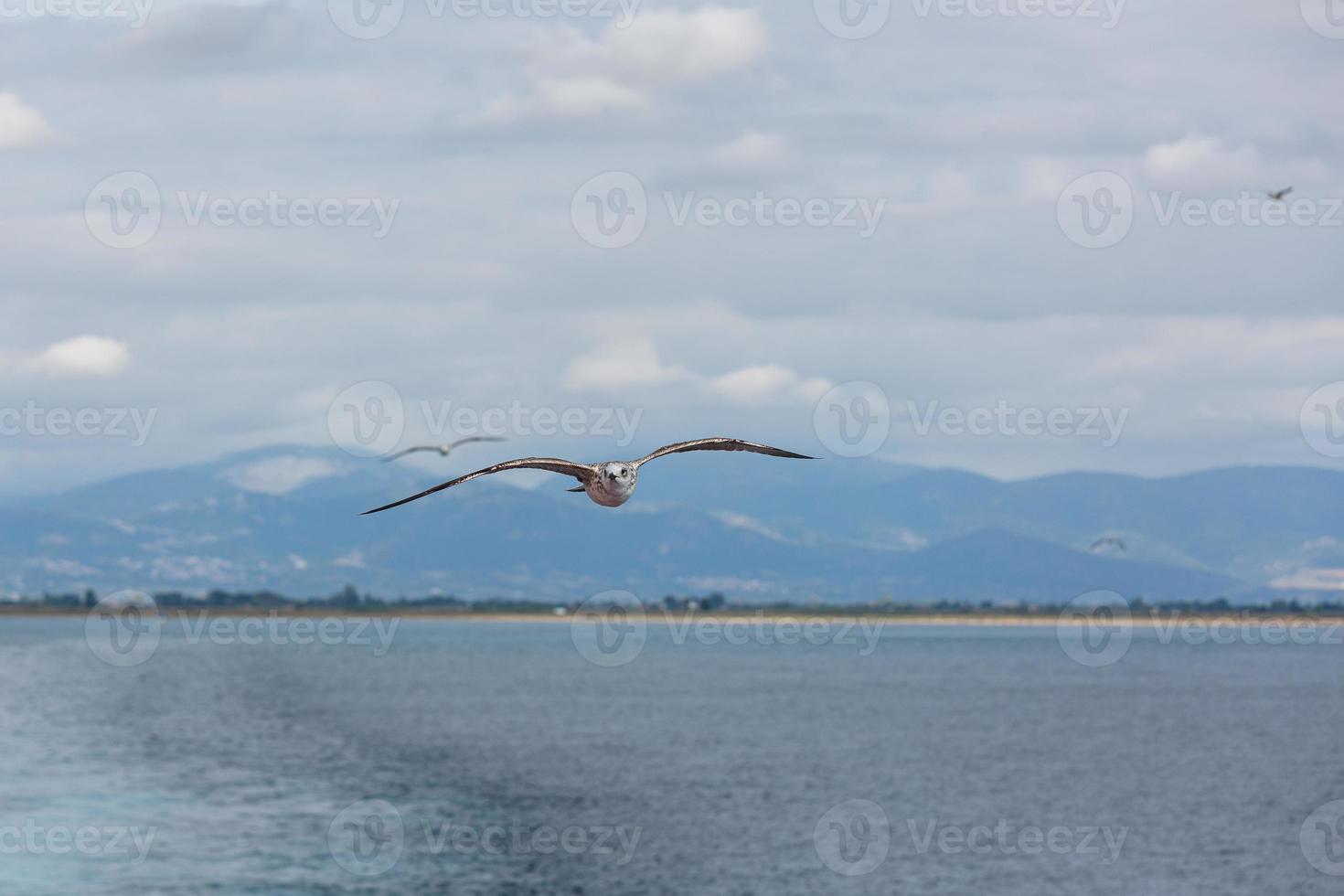 gul legged mås i flyg foto