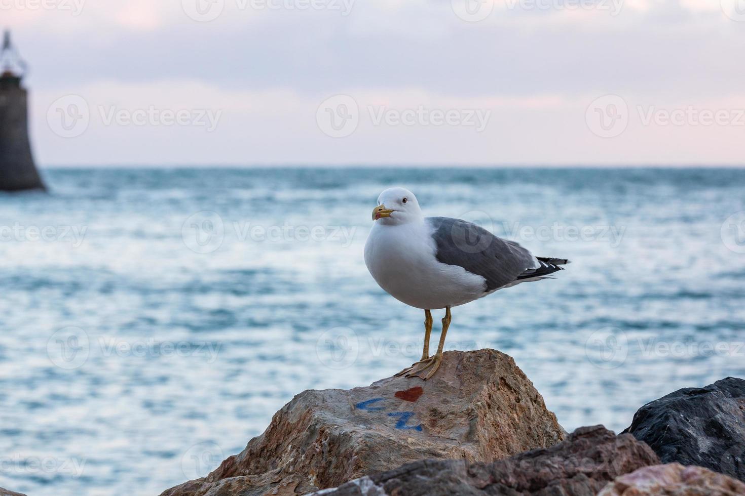 gul legged mås foto