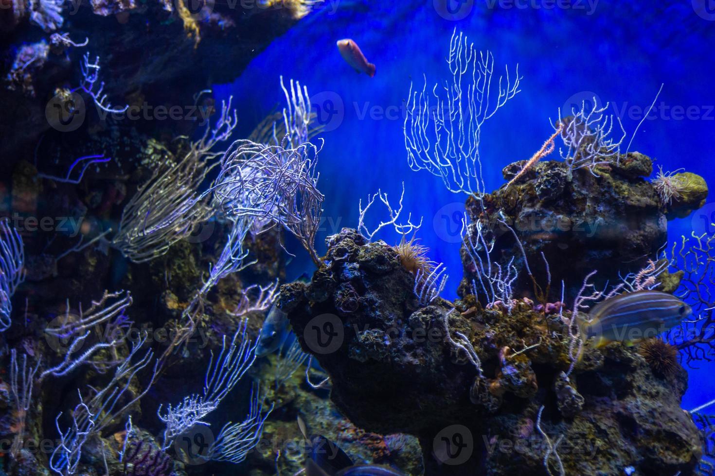 annorlunda tropisk fisk under vatten foto