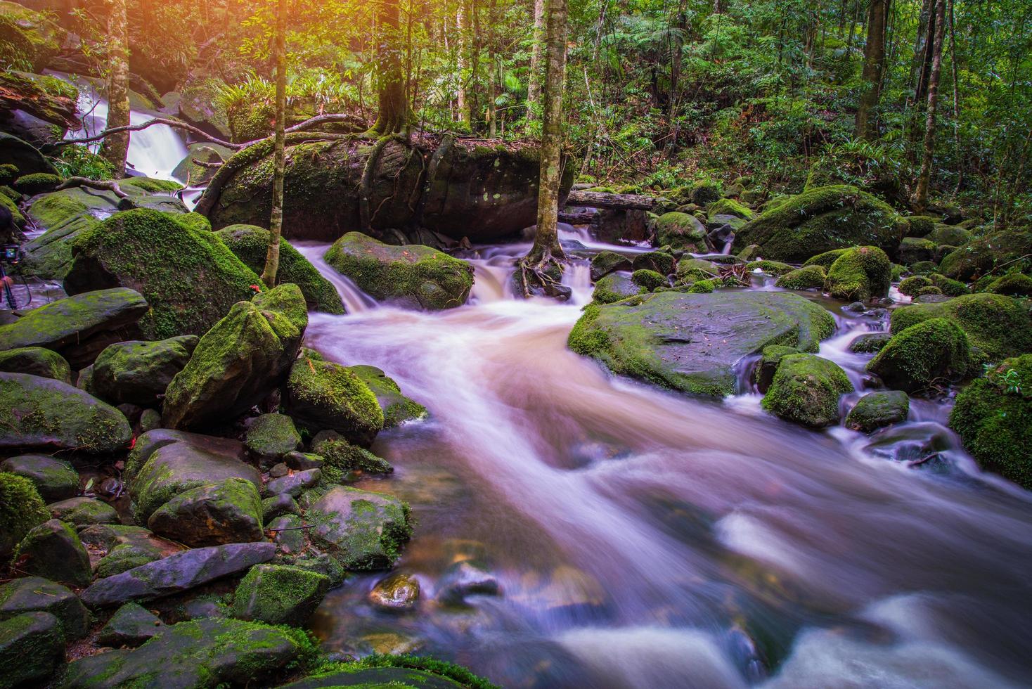 berg flod ström vattenfall grön skog landskap natur växt träd regnskog djungel med sten och grön mos foto