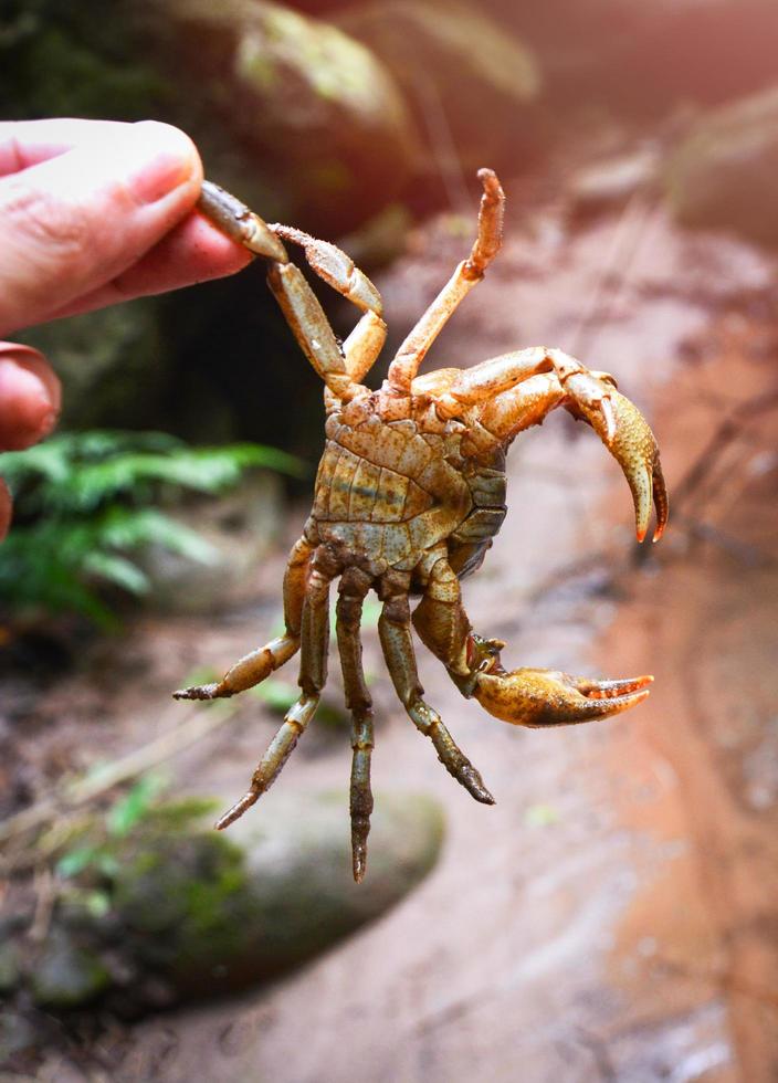 krabba visa klo på hand i de flod strömmar vatten natur skog taggig sten krabba sötvatten foto