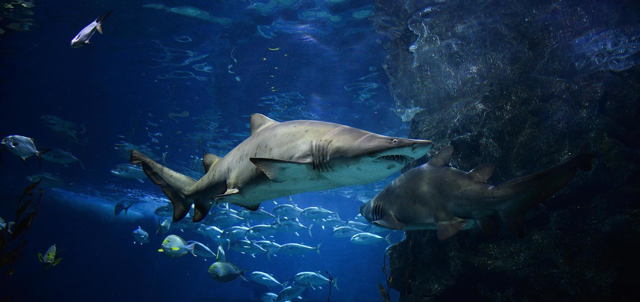 stor ojämn tand haj bild hav under vattnet sand tiger haj simning marin liv i de hav foto