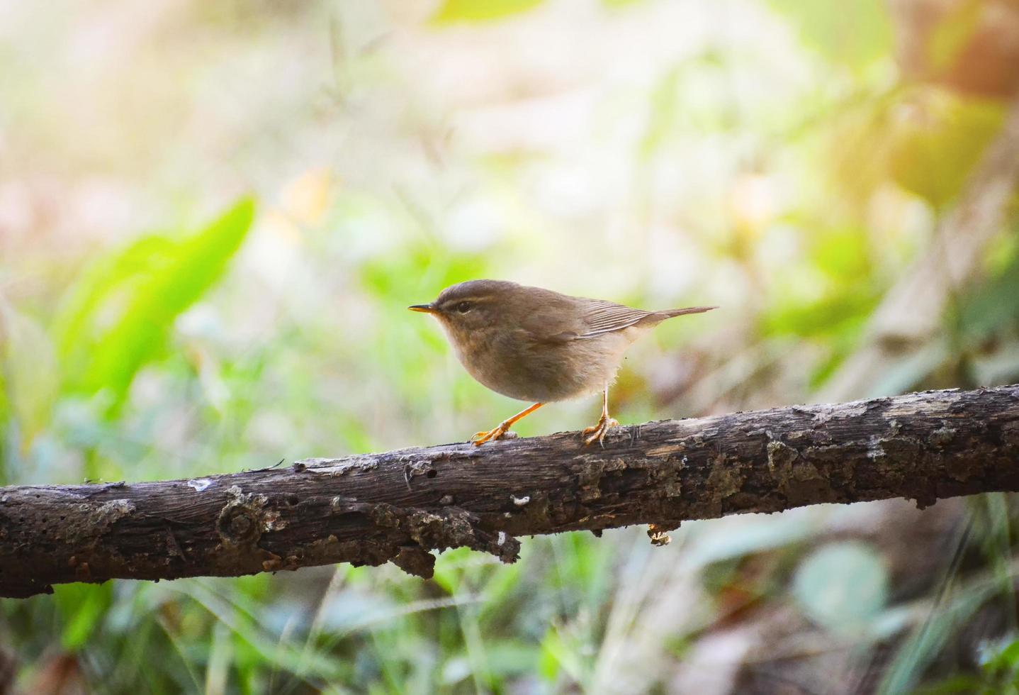 allmänning liten fågel trädgård på gren ser för mat i de natur foto