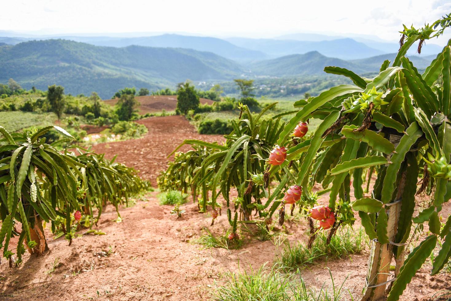 drake frukt på träd växt mogen drake frukt trädgård de produkt lantbruk väntar för skörda på berg i thailand asiatisk Pitaya eller pitahaya foto