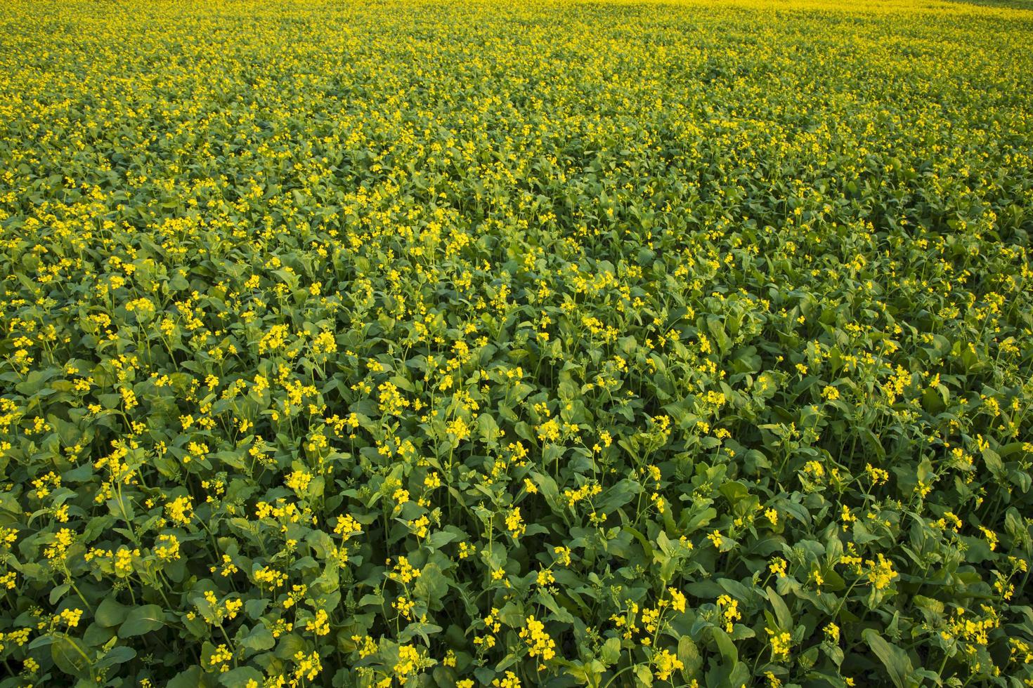 skön gul blomning rapsfrö blomma i de fält naturlig landskap se foto