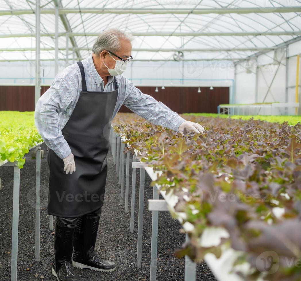 aktiva senior man är arbetssätt i lantbruk bruka växt organisk vegetabiliska i hydroponiska trädgårdsarbete. asiatisk äldre person kultiverad grön sallad sallad hortikultur som små företag. friska livsstil. foto