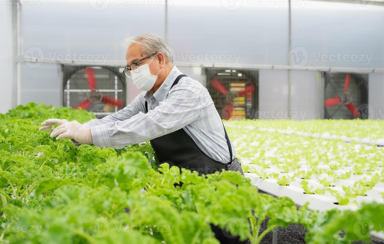 aktiva senior man är arbetssätt i lantbruk bruka växt organisk vegetabiliska i hydroponiska trädgårdsarbete. asiatisk äldre person kultiverad grön sallad sallad hortikultur som små företag. friska livsstil. foto