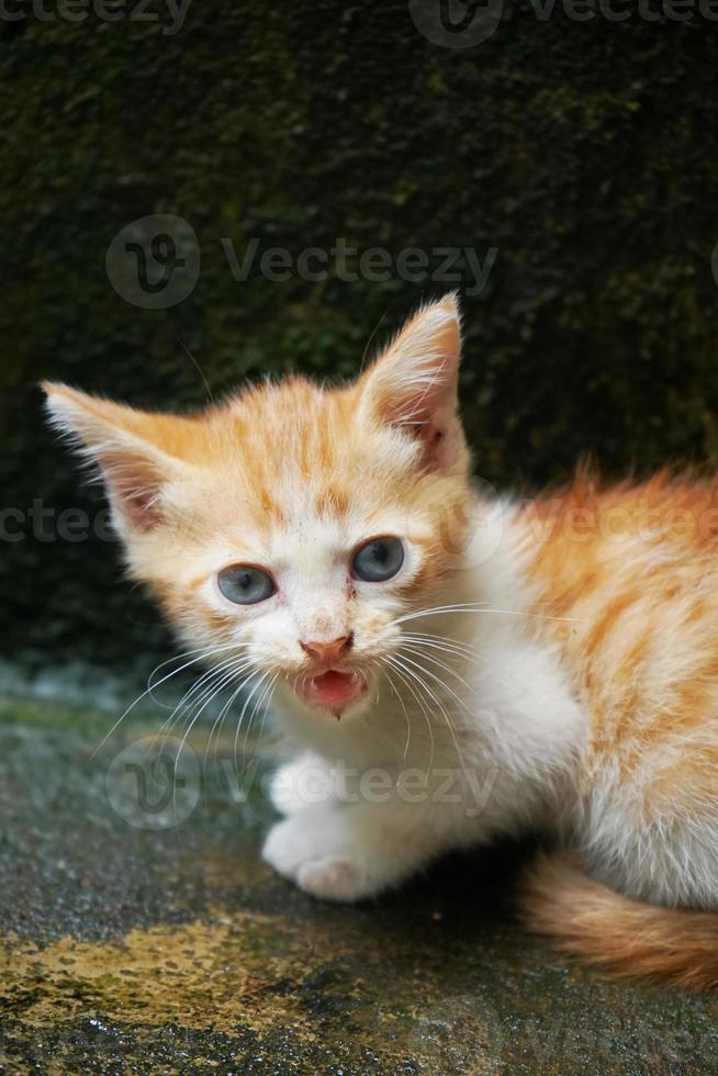 bild av en ingefära inhemsk kattunge jama ser på de kamera. felis silvestris catus foto