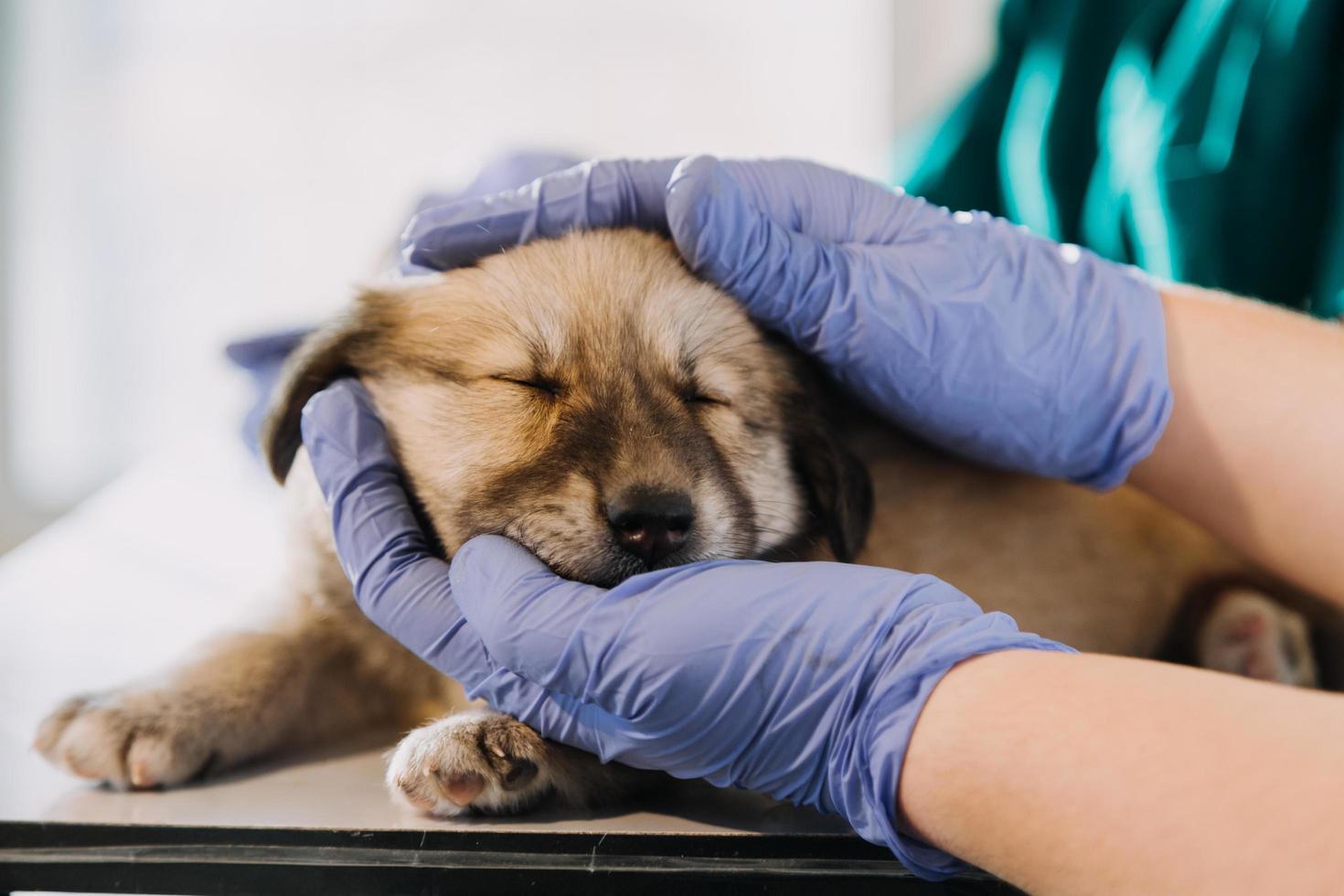 kontroll de andetag. manlig veterinär i arbete enhetlig lyssnande till de andetag av en små hund med en phonendoscope i veterinär klinik. sällskapsdjur vård begrepp foto