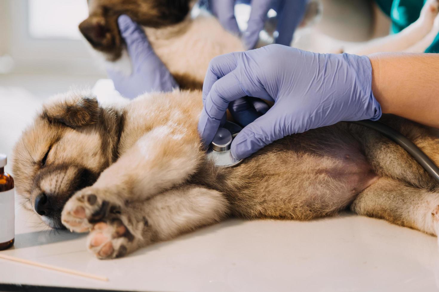 kontroll de andetag. manlig veterinär i arbete enhetlig lyssnande till de andetag av en små hund med en phonendoscope i veterinär klinik. sällskapsdjur vård begrepp foto