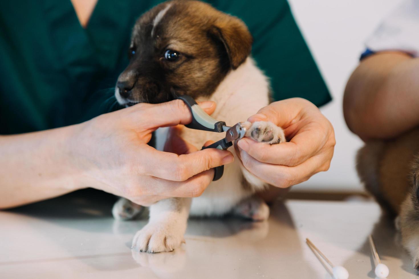 kontroll de andetag. manlig veterinär i arbete enhetlig lyssnande till de andetag av en små hund med en phonendoscope i veterinär klinik. sällskapsdjur vård begrepp foto