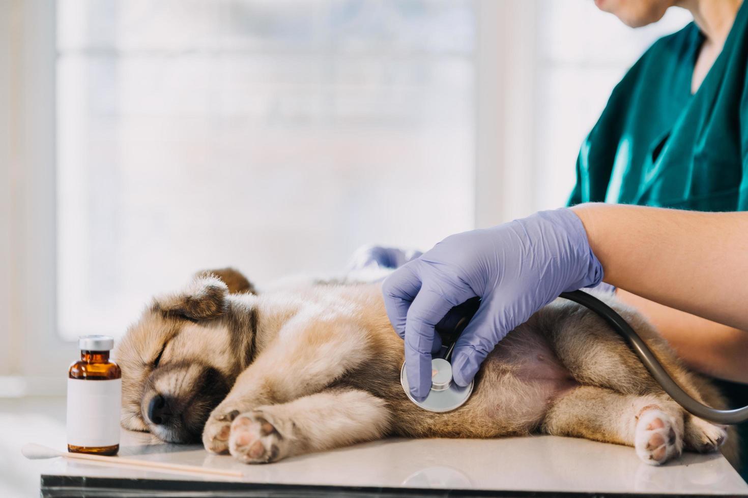 kontroll de andetag. manlig veterinär i arbete enhetlig lyssnande till de andetag av en små hund med en phonendoscope i veterinär klinik. sällskapsdjur vård begrepp foto