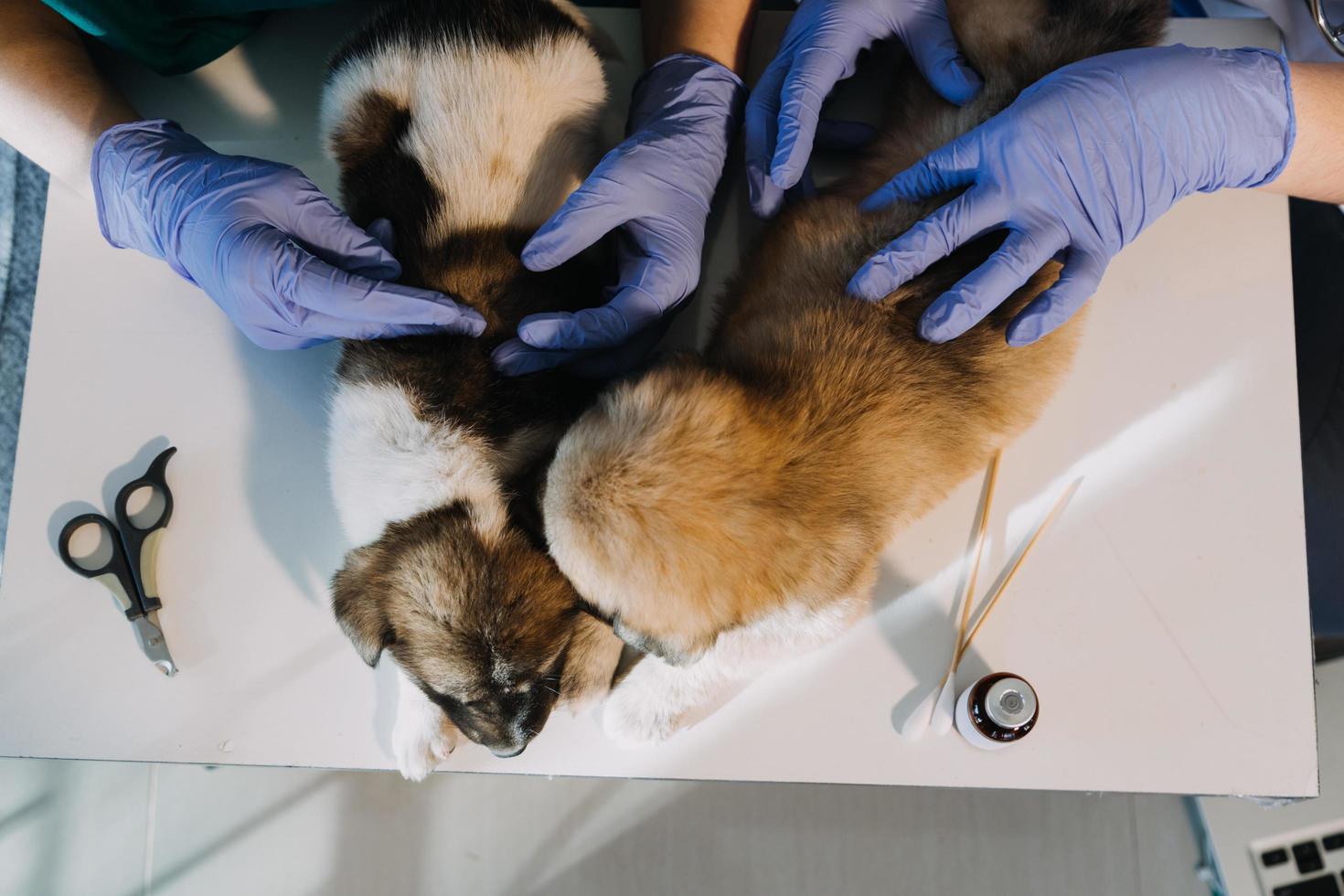 kontroll de andetag. manlig veterinär i arbete enhetlig lyssnande till de andetag av en små hund med en phonendoscope i veterinär klinik. sällskapsdjur vård begrepp foto