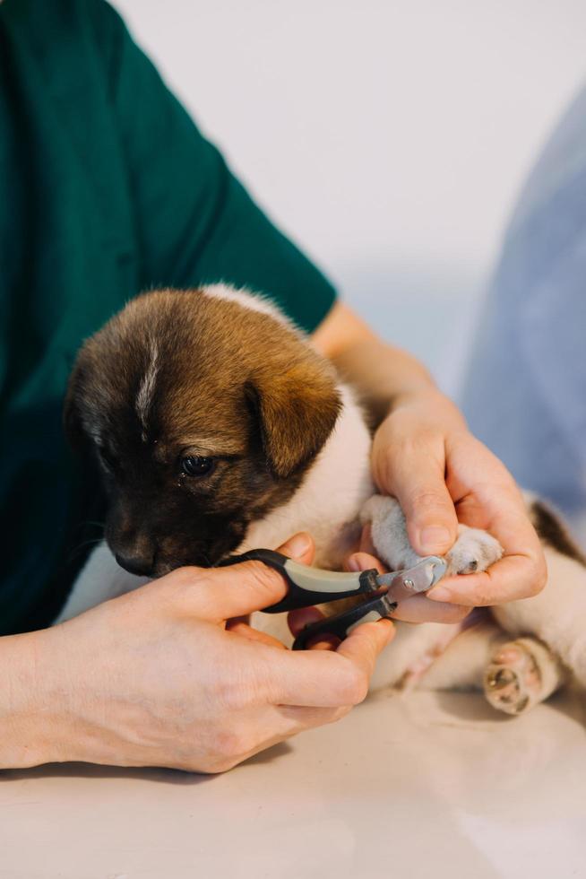 kontroll de andetag. manlig veterinär i arbete enhetlig lyssnande till de andetag av en små hund med en phonendoscope i veterinär klinik. sällskapsdjur vård begrepp foto