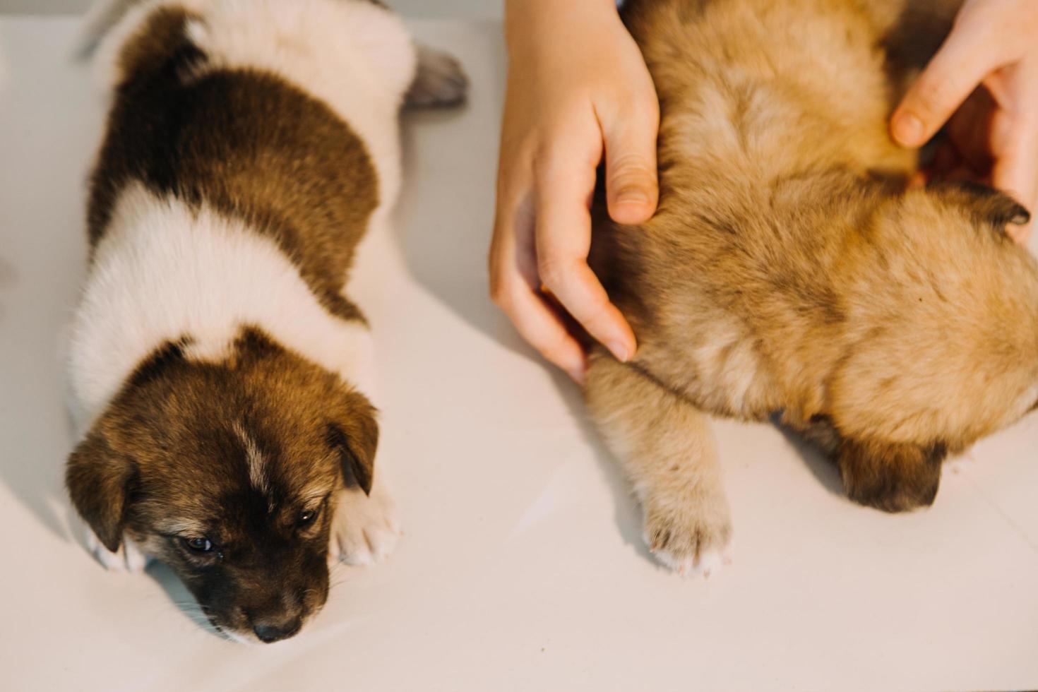 kontroll de andetag. manlig veterinär i arbete enhetlig lyssnande till de andetag av en små hund med en phonendoscope i veterinär klinik. sällskapsdjur vård begrepp foto