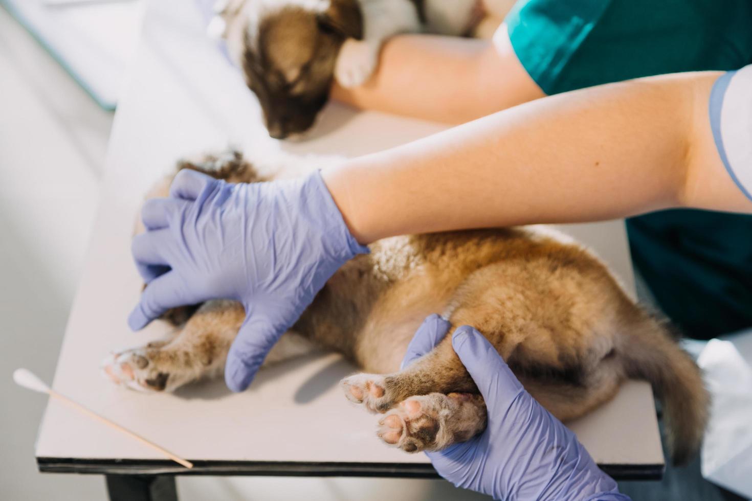 kontroll de andetag. manlig veterinär i arbete enhetlig lyssnande till de andetag av en små hund med en phonendoscope i veterinär klinik. sällskapsdjur vård begrepp foto