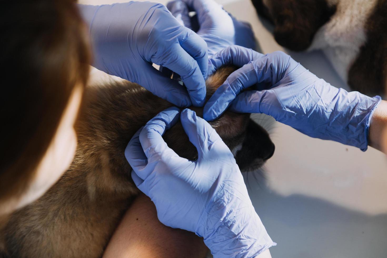 kontroll de andetag. manlig veterinär i arbete enhetlig lyssnande till de andetag av en små hund med en phonendoscope i veterinär klinik. sällskapsdjur vård begrepp foto