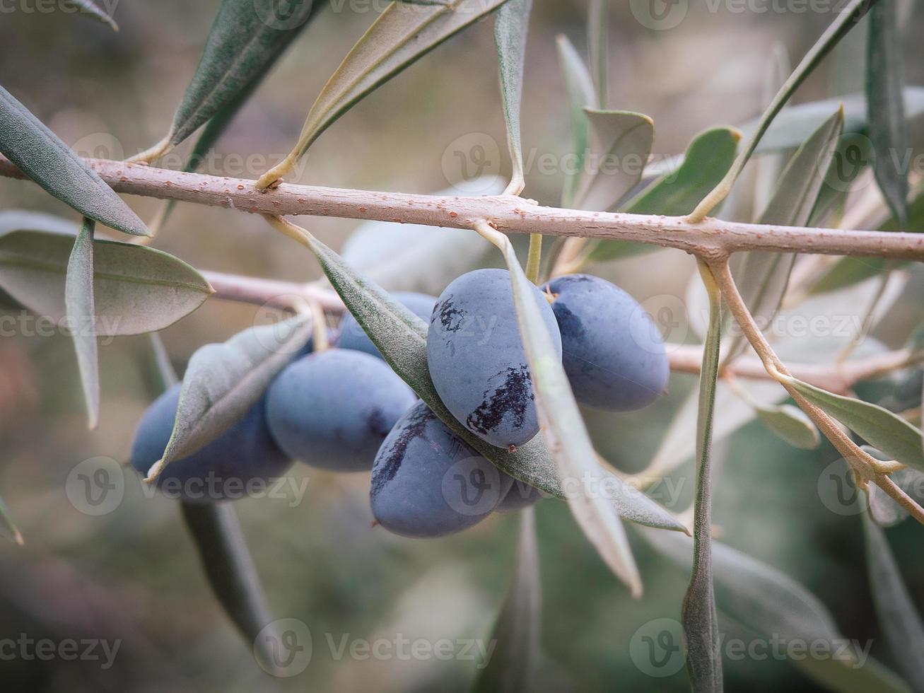 mogen och färsk svart oliver hängande på en gren och omgiven med lövverk foto