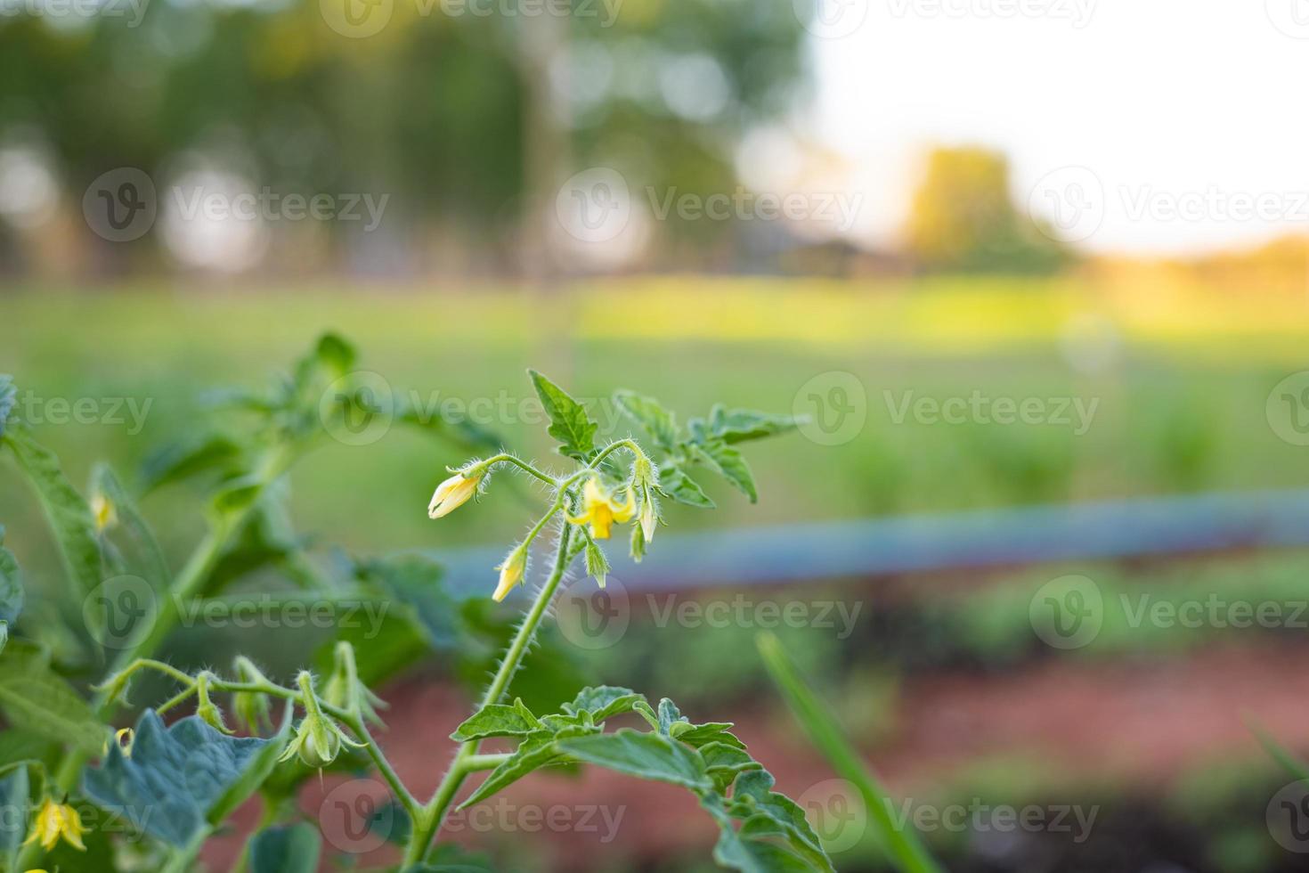 blomning tomat växter redo till producera foto