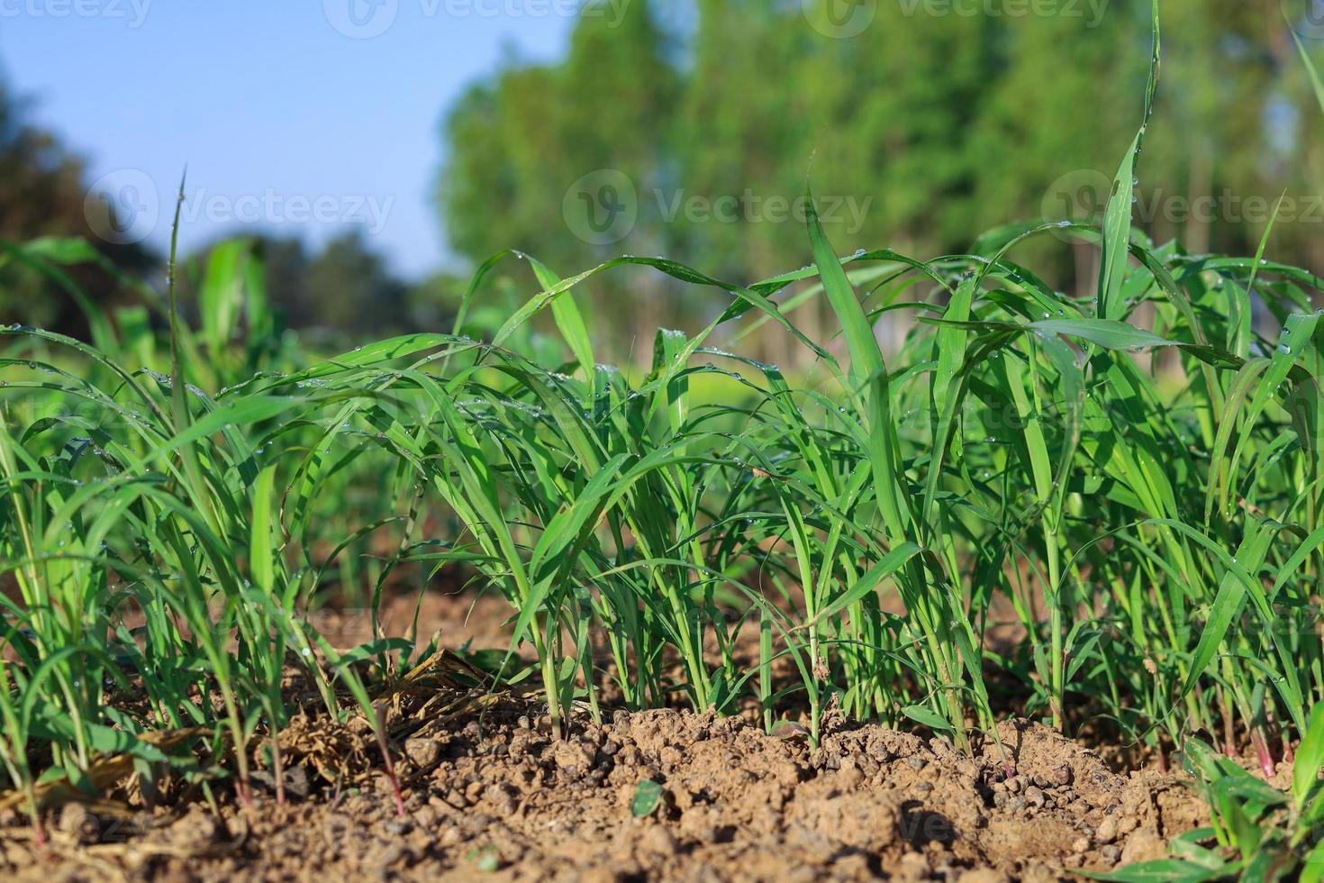 gräs plantor växande ljuv jumbo foto