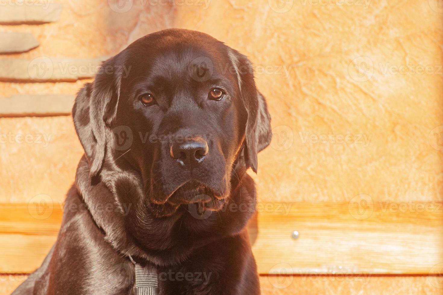 labrador retriever hund på en beige bakgrund i solljus. porträtt av en svart hund, en valp. foto