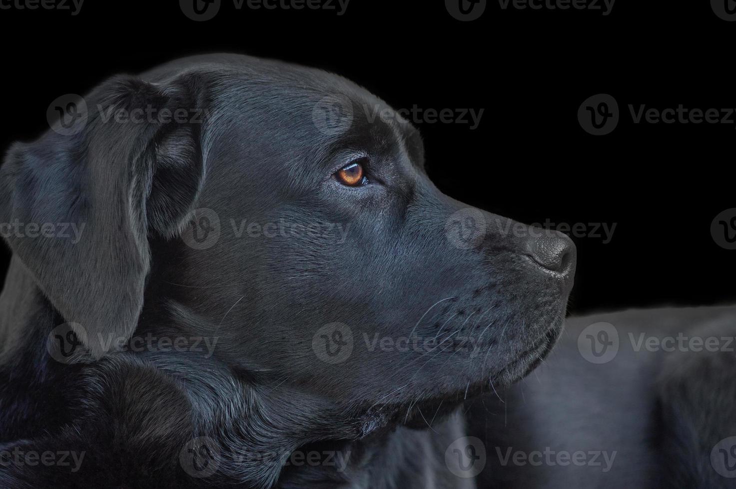 profil av en svart labrador retriever hund. en ung hund på en svart bakgrund. foto