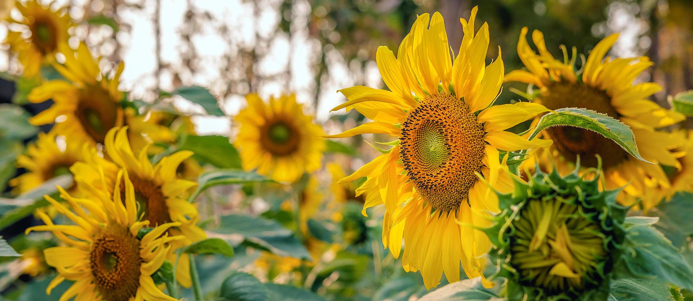 de solros fält blomma vackert mot de gyllene ljus i de morgon.blommande solrosor i en fält i sommar foto