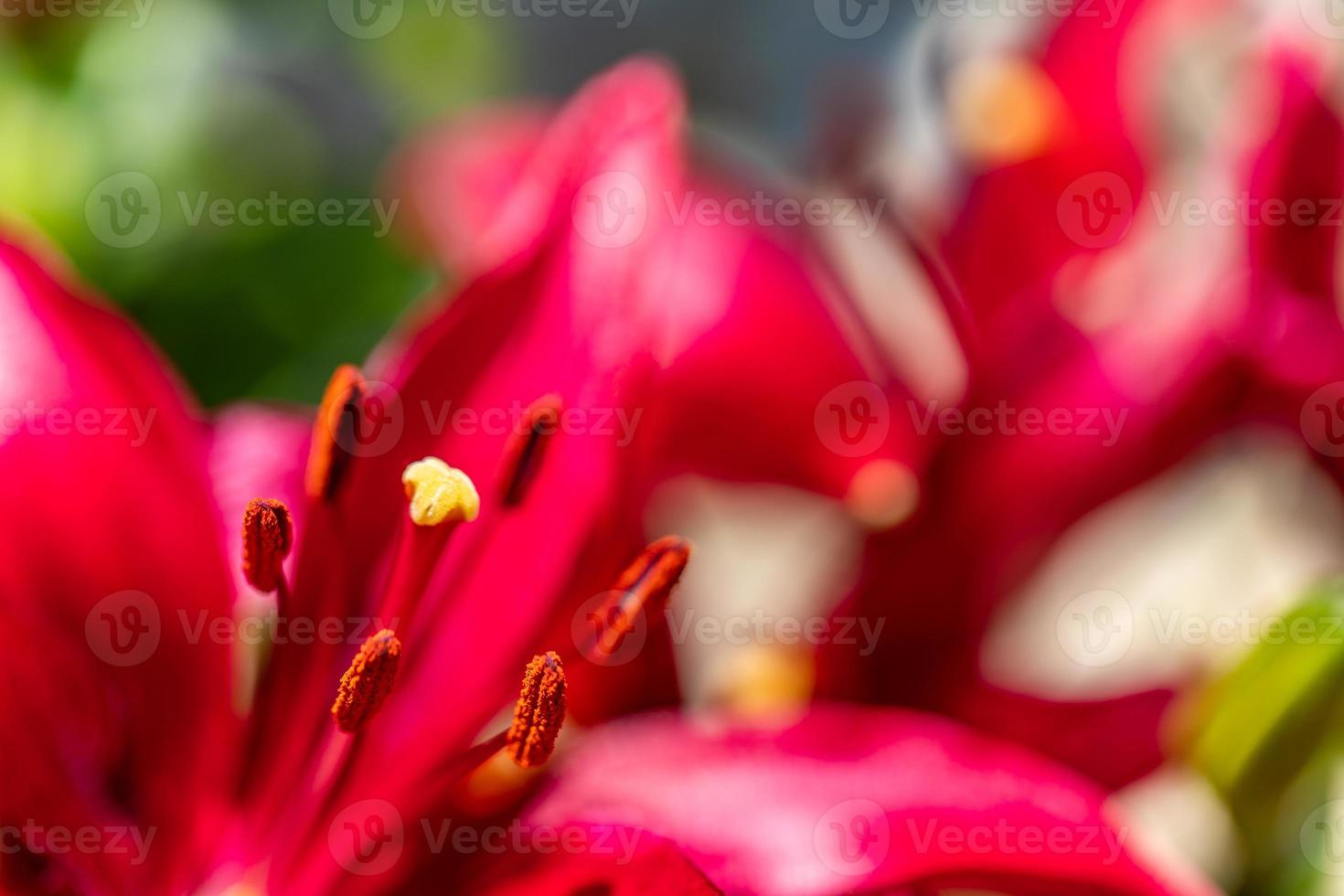 skön blomma i makro. perfekt blomma av lilja, färgrik Fantastisk närbild. natur briljans begrepp, solig utomhus- närbild. inspirera natur blomma foto