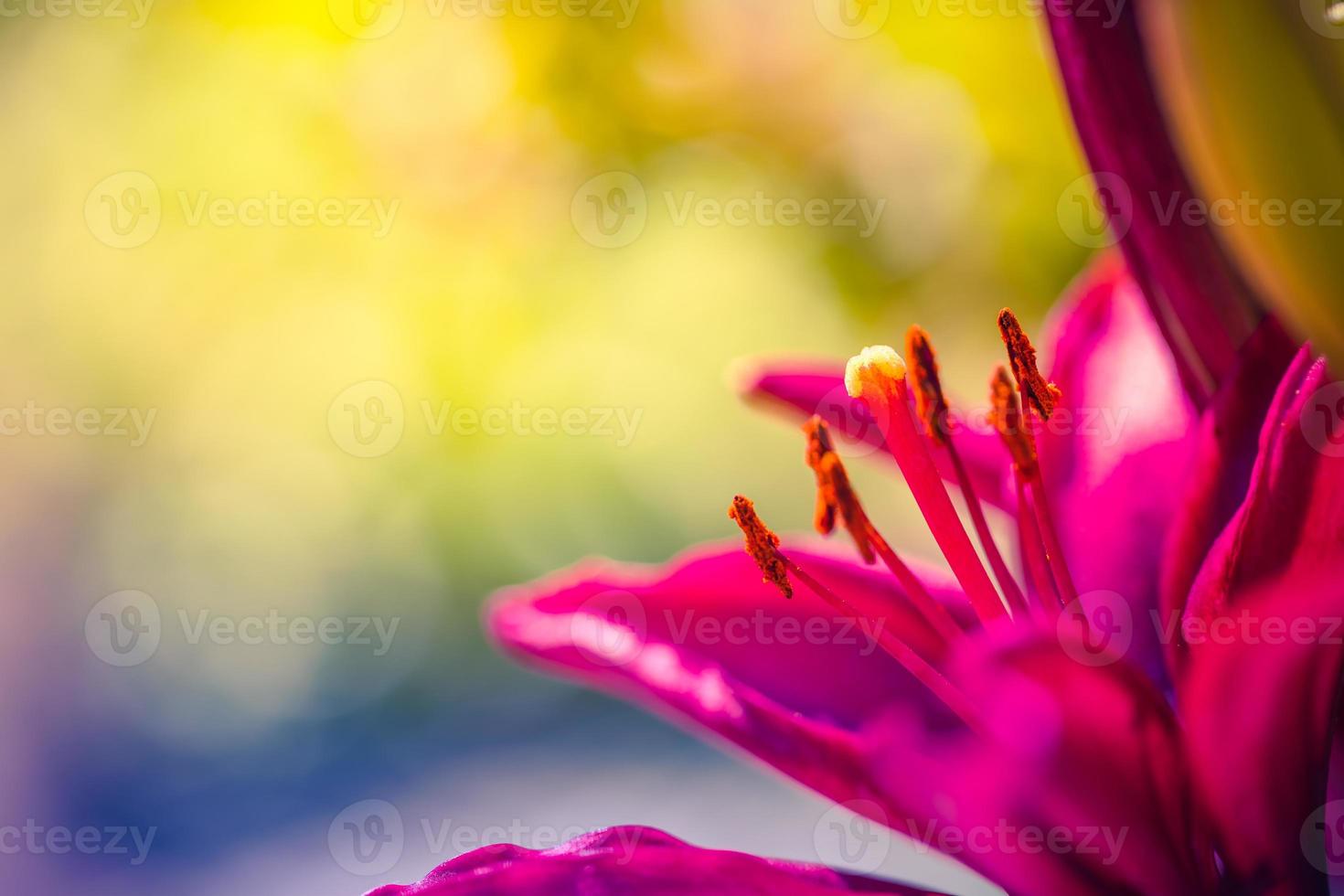 skön blomma i makro. perfekt blomma av lilja, färgrik Fantastisk närbild. natur briljans begrepp, solig utomhus- närbild. inspirera natur blomma foto