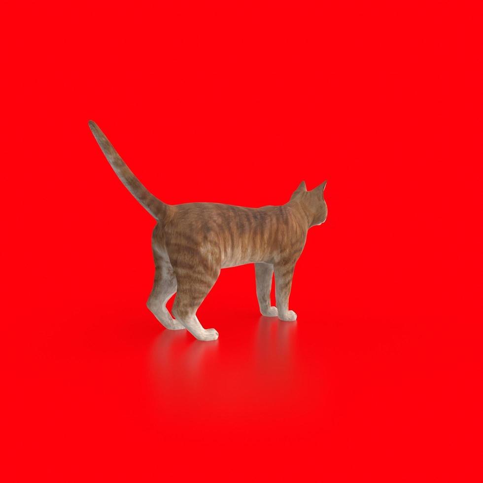 katt djur- på en bakgrund foto