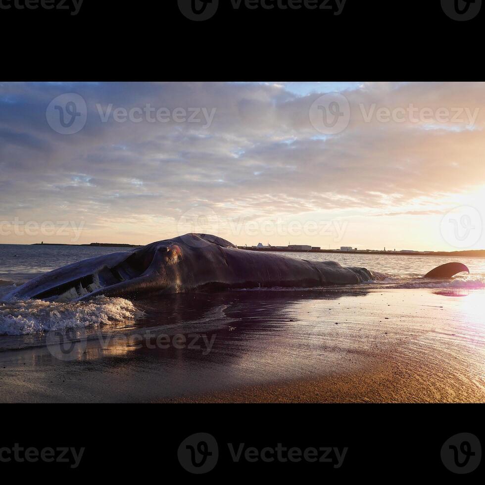 strandade val solnedgång foto