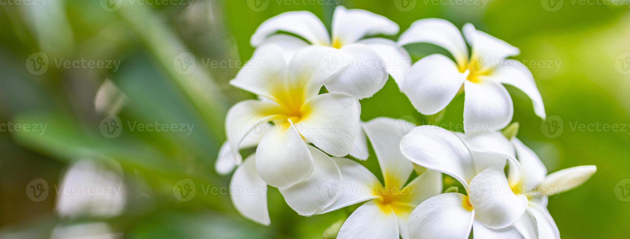 mjuk frangipani blomma eller plumeria blomma bukett på gren träd i morgon- på suddig bakgrund. plumeria är vit och gul kronblad och blomning är skönhet i trädgård parkera. skön natur mall foto