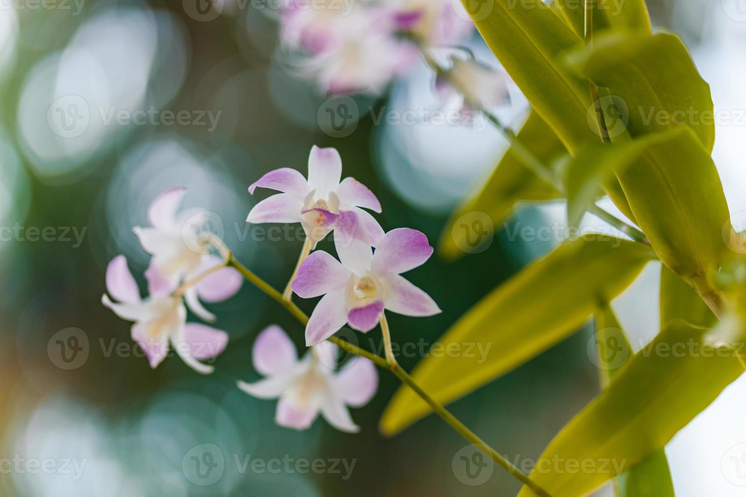 orkide blomma i trädgård vår sommar dag. phalaenopsis orkide. skön natur begrepp, inspirera blommor, ljus konstnärlig ljus med suddig naturlig bakgrund kronblad blomma, romantisk blommor foto