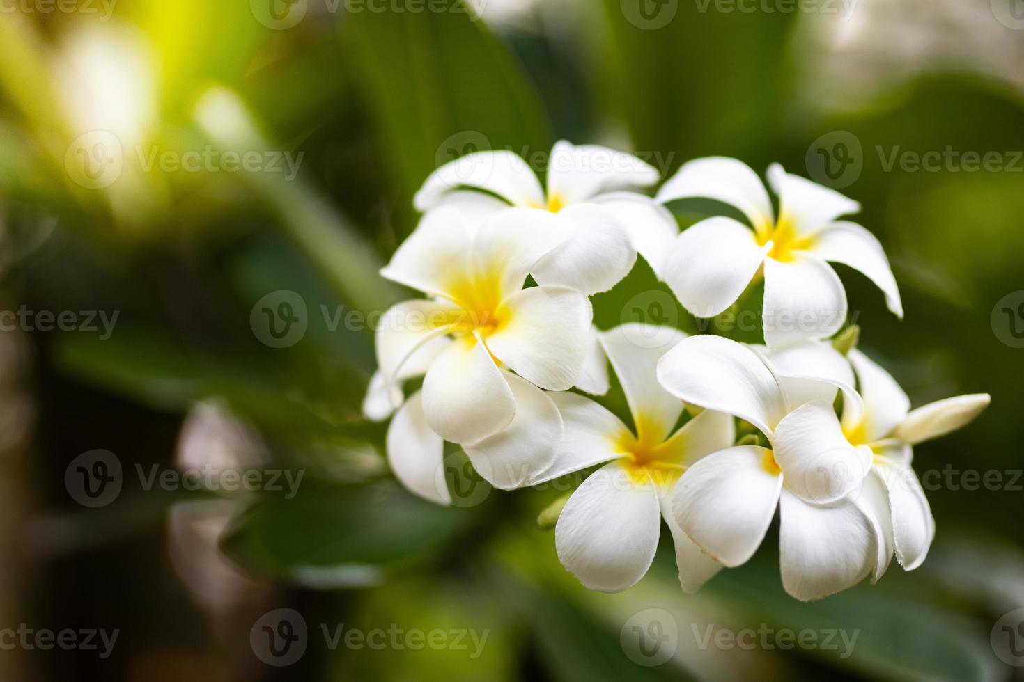 mjuk frangipani blomma eller plumeria blomma bukett på gren träd i morgon- på suddig bakgrund. plumeria är vit och gul kronblad och blomning är skönhet i trädgård parkera. skön natur mall foto