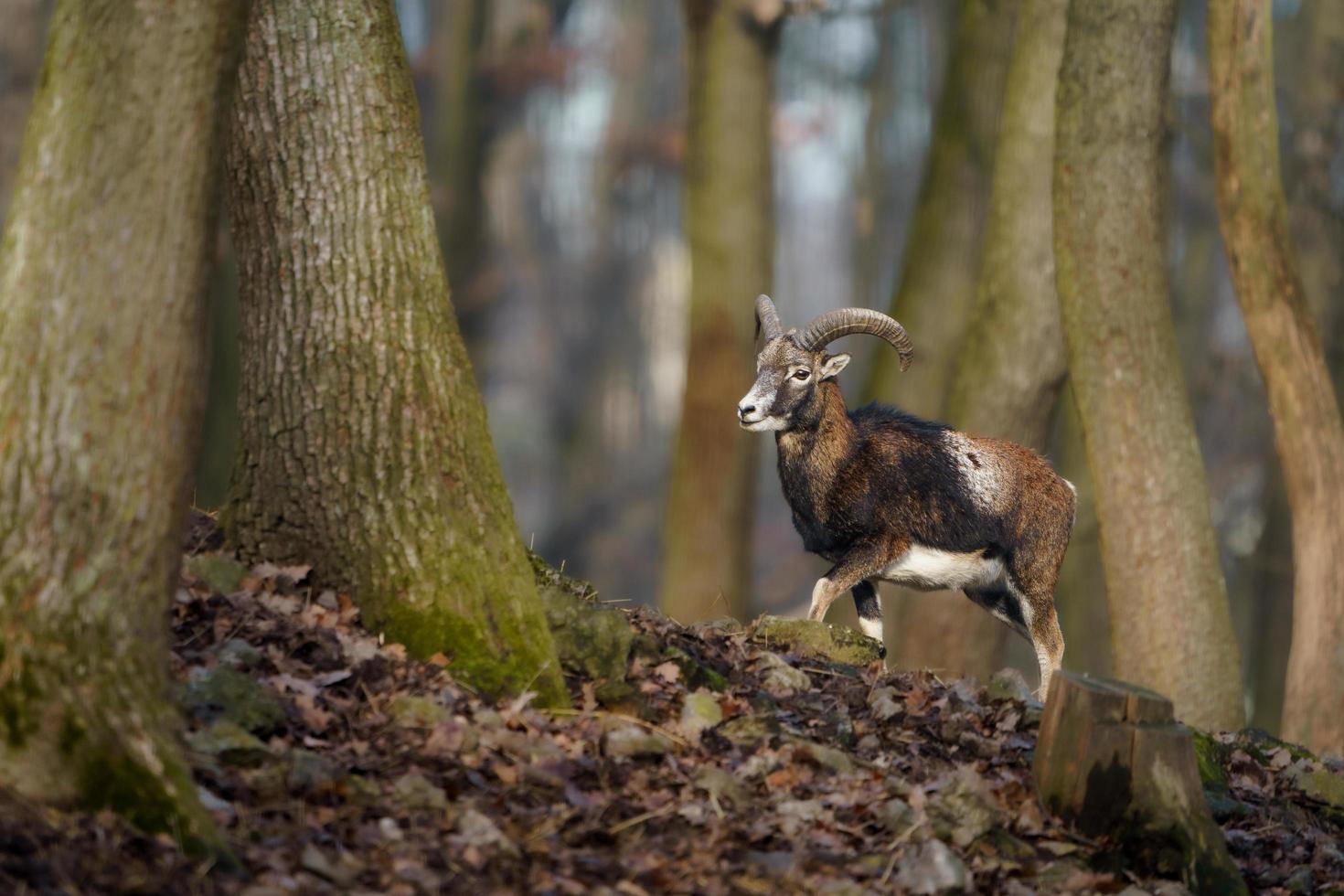 mouflon i skog foto