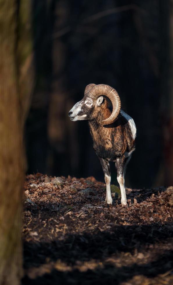 mouflon i skog foto