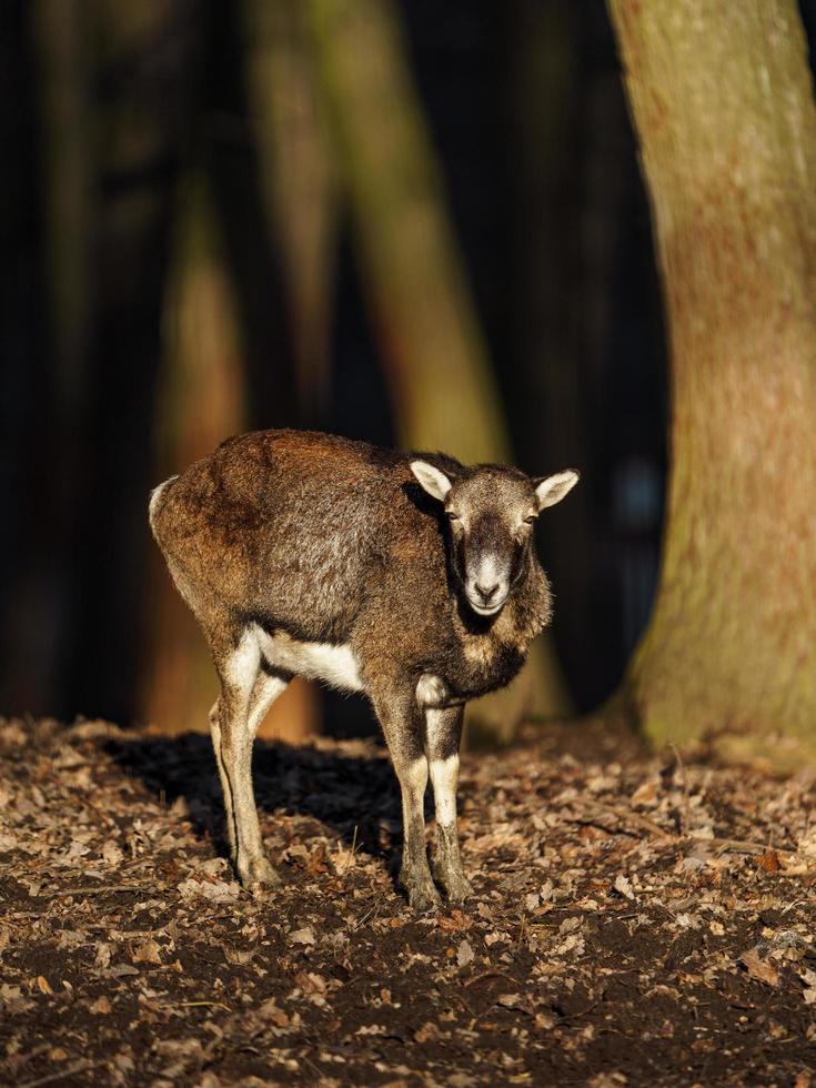 mouflon i skog foto