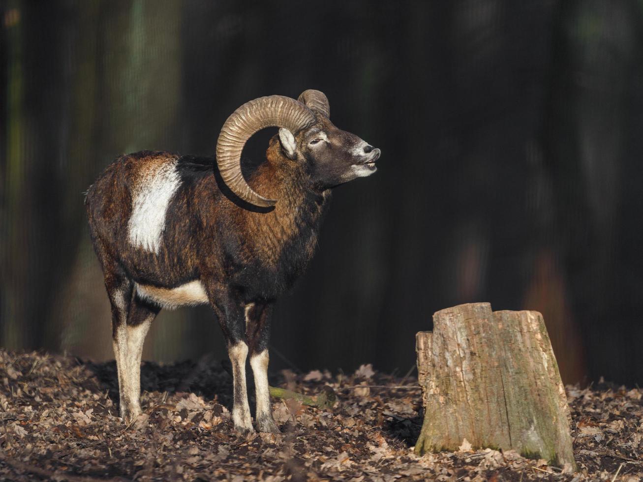 mouflon i skog foto