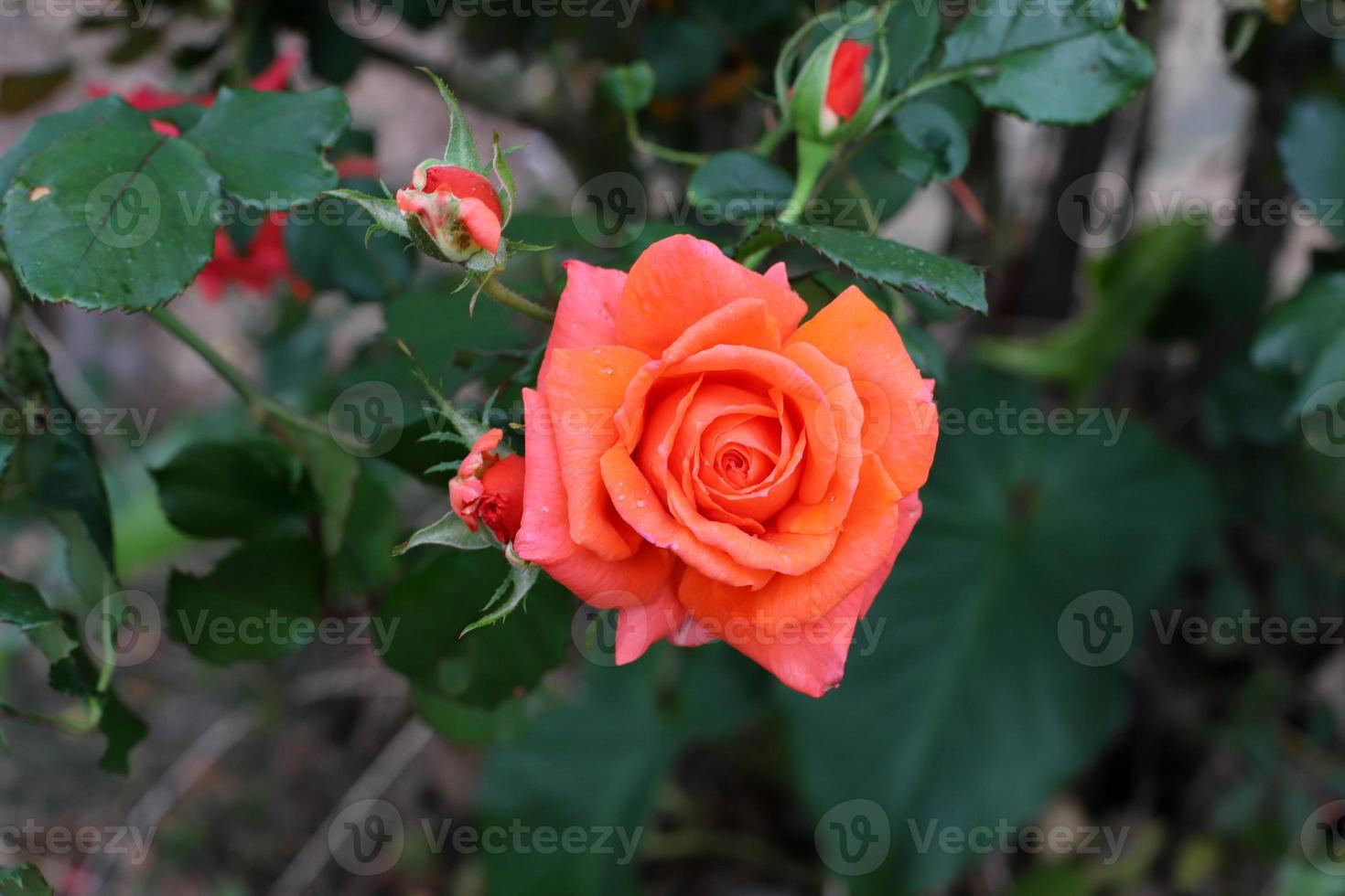 en vild reste sig blommar i en stad parkera i nordlig israel. foto