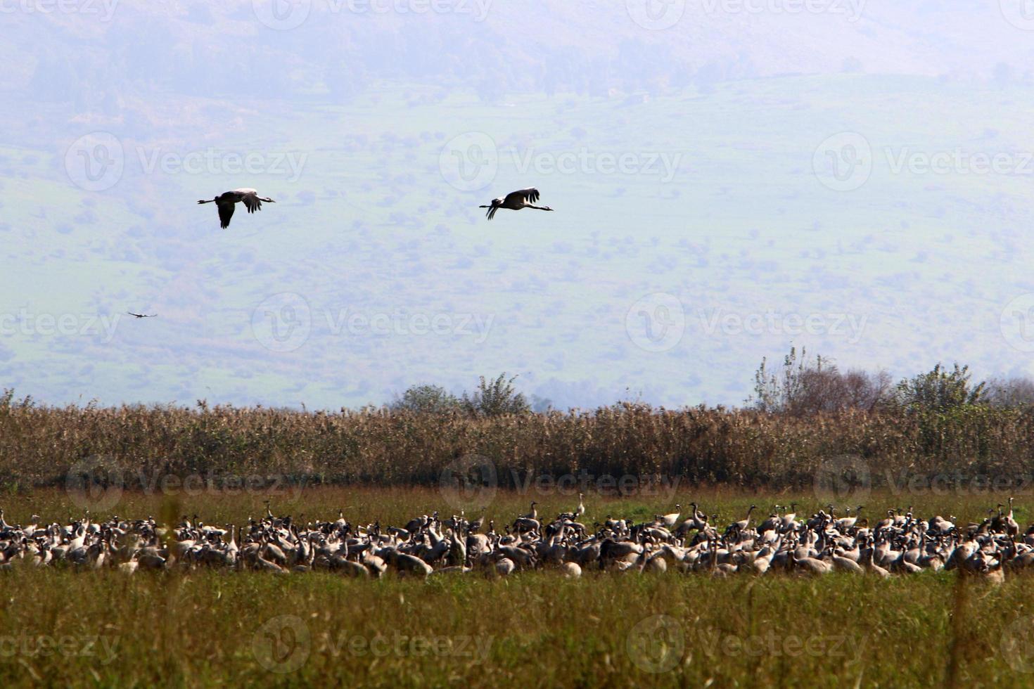 stor flock av kranar i nordlig israel. foto