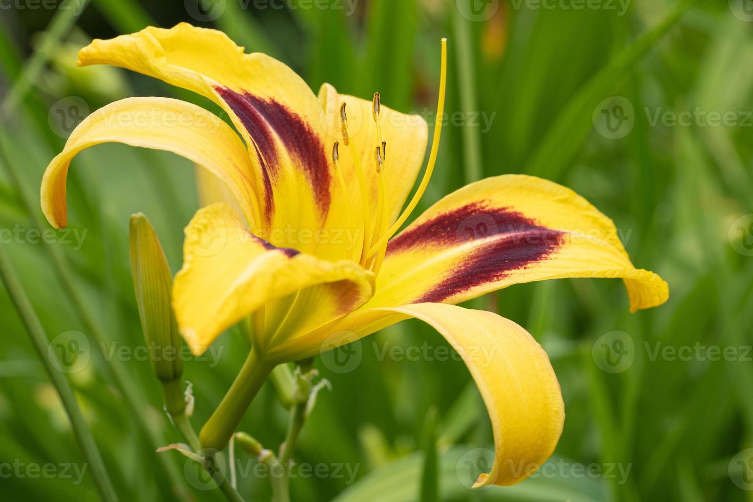 dag lilja, hemerocallis foto