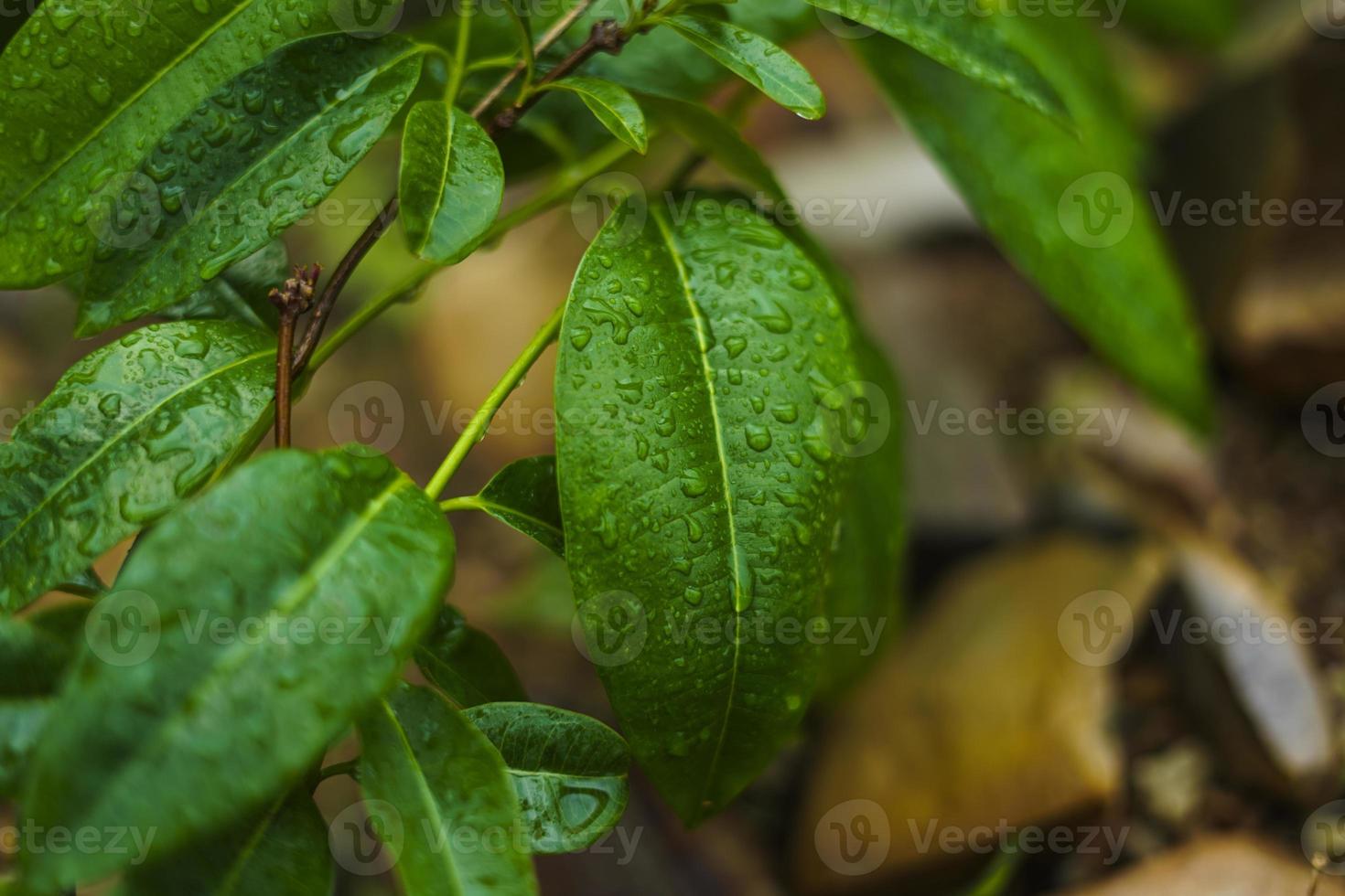 grön blad med vatten släppa bakgrund foto