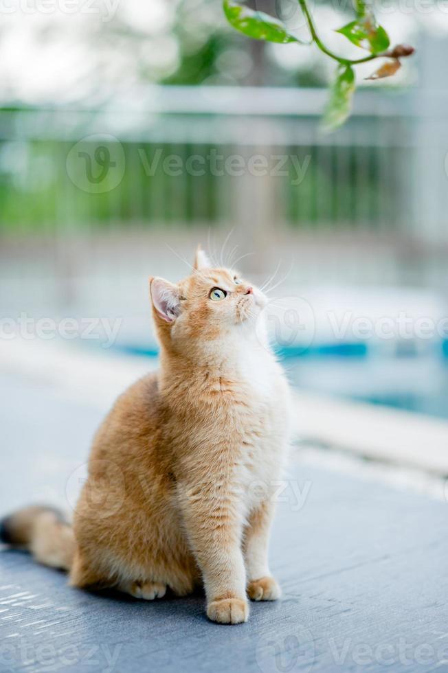 söt stor orange katt foto