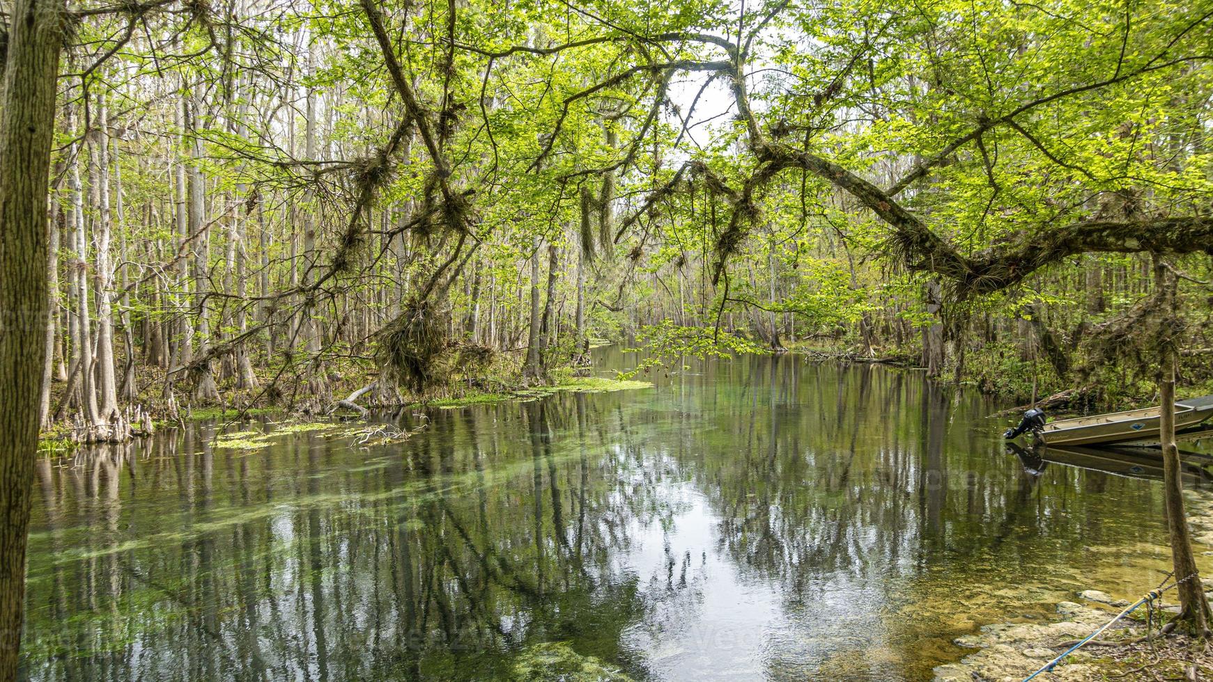 bild av Söt suwannee flod och tvilling rvers stat skog i florida i vår under dagtid foto