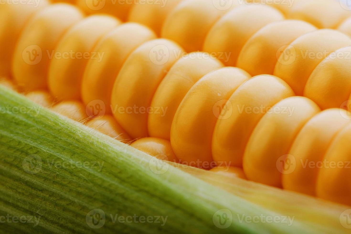 mogen korn av gyllene majs närbild, skörda säsong, friska organisk näring av de öra av majs. vegetarian mat gyllene textural tapet, abstrakt bakgrunder foto